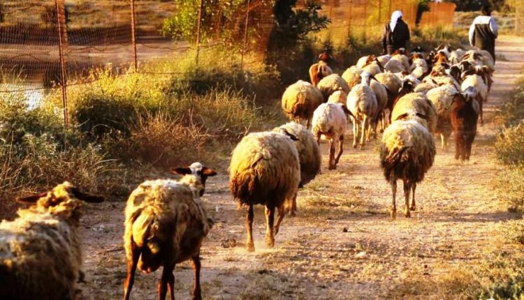 15 ألف قنطار من الشعير المدعم تخصص لمربي الماشية بإقليم بوجدور