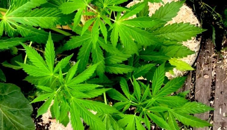شراكة من أجل التكوين بخصوص التداوي بمشتقات القنب الهندي