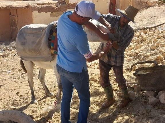 الهيئة الوطنية للأطباء البياطرة مستمرة في معالجة مواشي ودواب مناطق الزلزال (2)