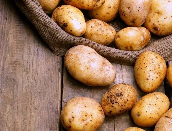 أكاديميون وباحثون يضعون البطاطس تحت الأضواء في يومها العالمي